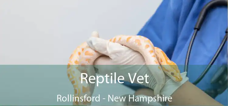 Reptile Vet Rollinsford - New Hampshire