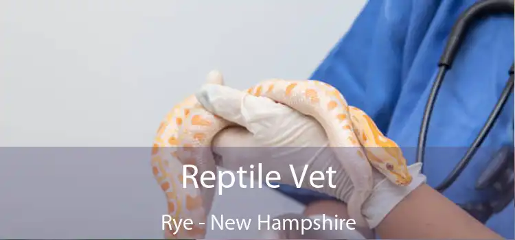 Reptile Vet Rye - New Hampshire