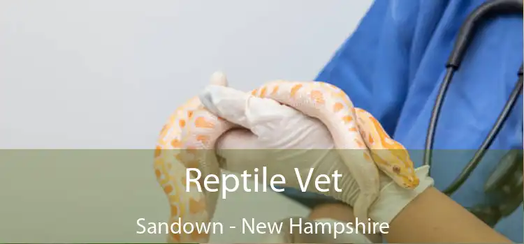 Reptile Vet Sandown - New Hampshire