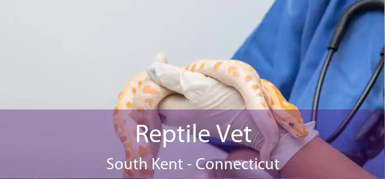 Reptile Vet South Kent - Connecticut