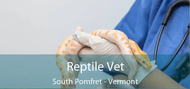 Reptile Vet South Pomfret - Vermont