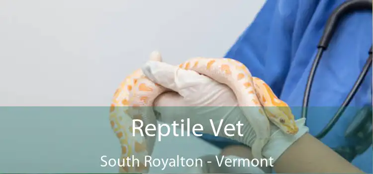 Reptile Vet South Royalton - Vermont