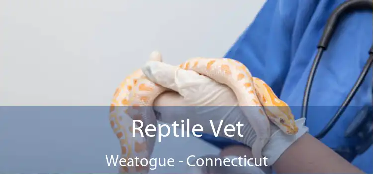 Reptile Vet Weatogue - Connecticut