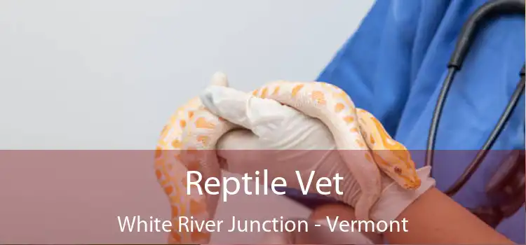 Reptile Vet White River Junction - Vermont