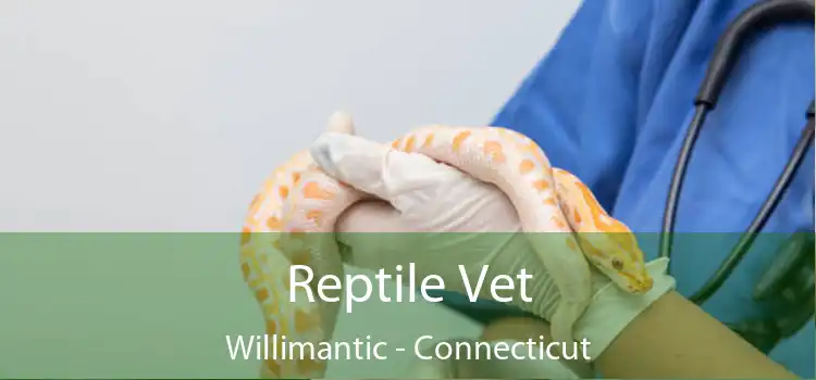 Reptile Vet Willimantic - Connecticut