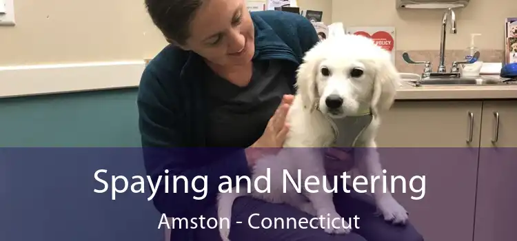 Spaying and Neutering Amston - Connecticut