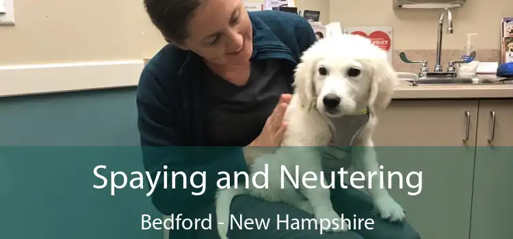 Spaying and Neutering Bedford - New Hampshire