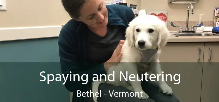 Spaying and Neutering Bethel - Vermont