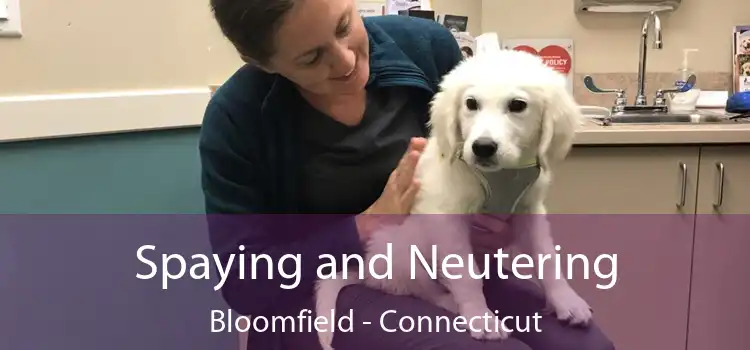 Spaying and Neutering Bloomfield - Connecticut