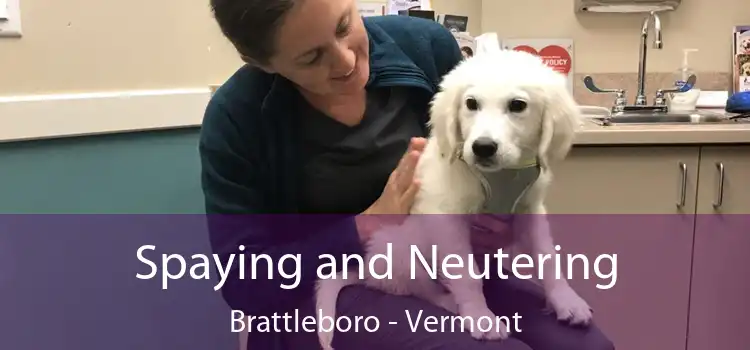 Spaying and Neutering Brattleboro - Vermont