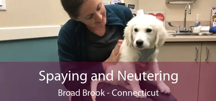 Spaying and Neutering Broad Brook - Connecticut