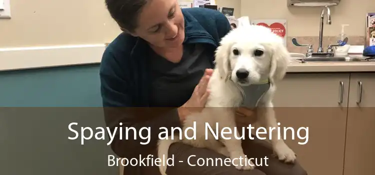 Spaying and Neutering Brookfield - Connecticut