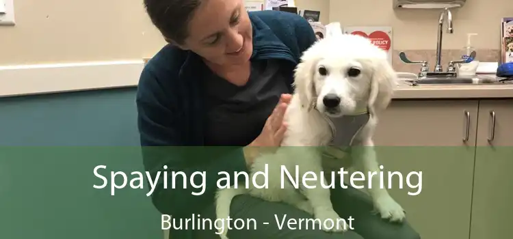 Spaying and Neutering Burlington - Vermont