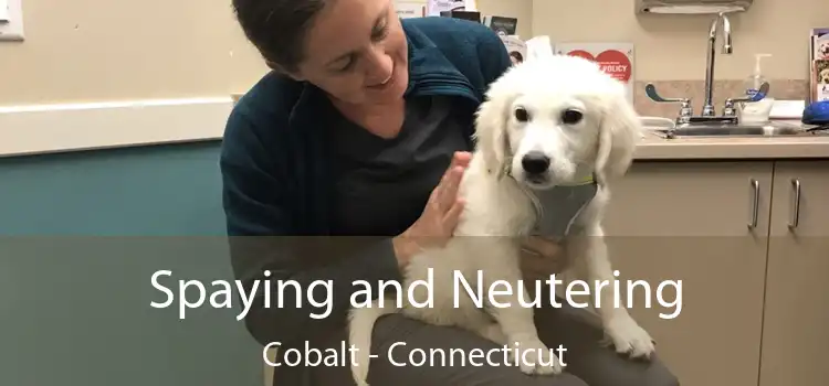 Spaying and Neutering Cobalt - Connecticut