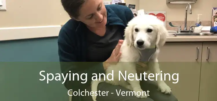 Spaying and Neutering Colchester - Vermont