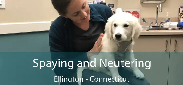 Spaying and Neutering Ellington - Connecticut