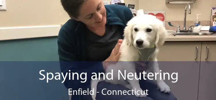 Spaying and Neutering Enfield - Connecticut