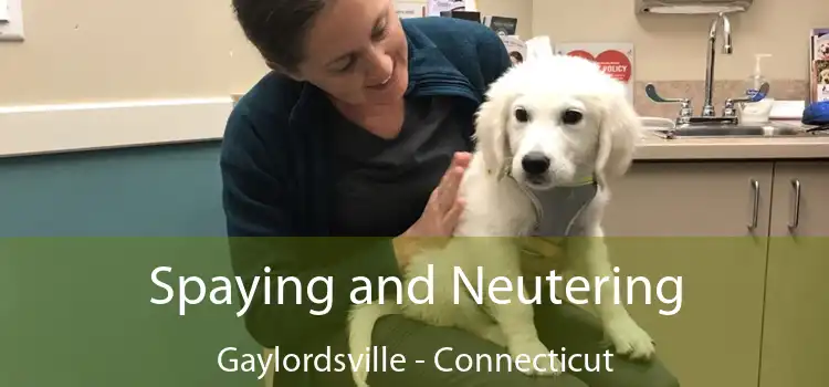 Spaying and Neutering Gaylordsville - Connecticut