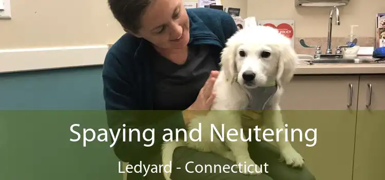 Spaying and Neutering Ledyard - Connecticut