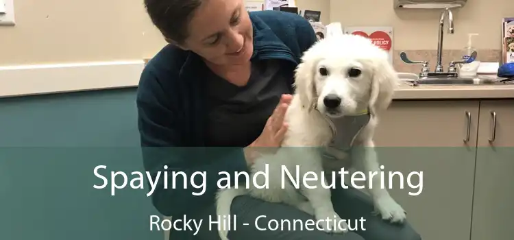 Spaying and Neutering Rocky Hill - Connecticut