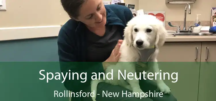 Spaying and Neutering Rollinsford - New Hampshire