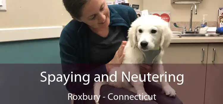 Spaying and Neutering Roxbury - Connecticut