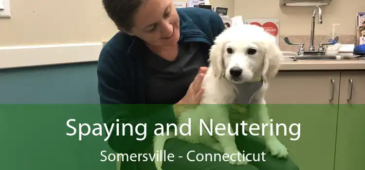 Spaying and Neutering Somersville - Connecticut