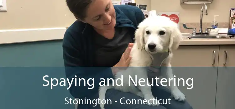 Spaying and Neutering Stonington - Connecticut