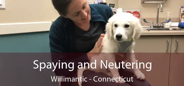 Spaying and Neutering Willimantic - Connecticut