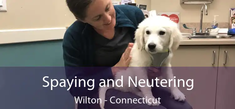 Spaying and Neutering Wilton - Connecticut