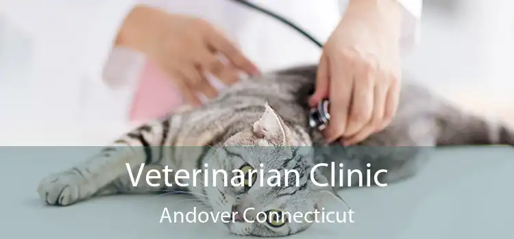 Veterinarian Clinic Andover Connecticut