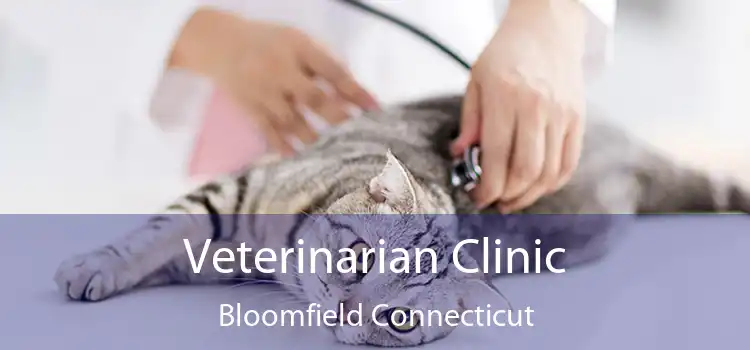 Veterinarian Clinic Bloomfield Connecticut