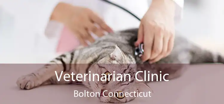 Veterinarian Clinic Bolton Connecticut