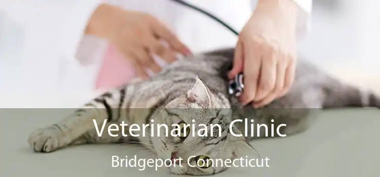 Veterinarian Clinic Bridgeport Connecticut