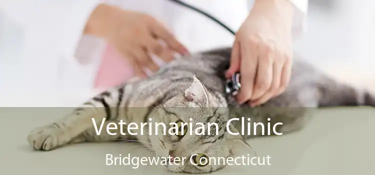 Veterinarian Clinic Bridgewater Connecticut