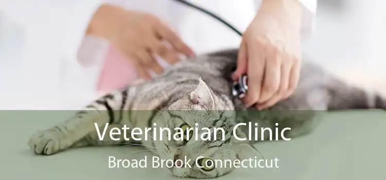 Veterinarian Clinic Broad Brook Connecticut