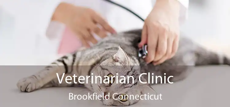 Veterinarian Clinic Brookfield Connecticut