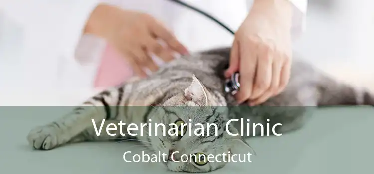 Veterinarian Clinic Cobalt Connecticut