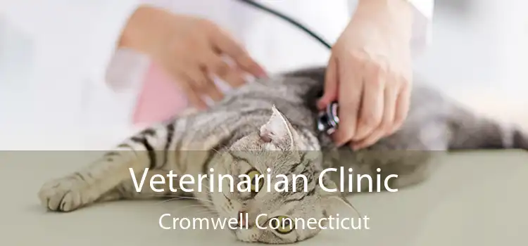 Veterinarian Clinic Cromwell Connecticut