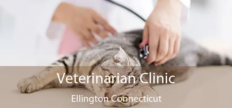 Veterinarian Clinic Ellington Connecticut