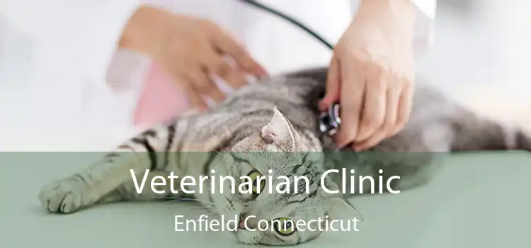 Veterinarian Clinic Enfield Connecticut