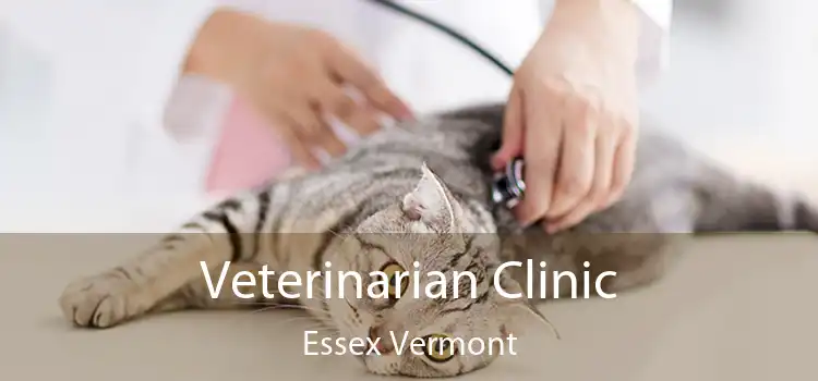 Veterinarian Clinic Essex Vermont