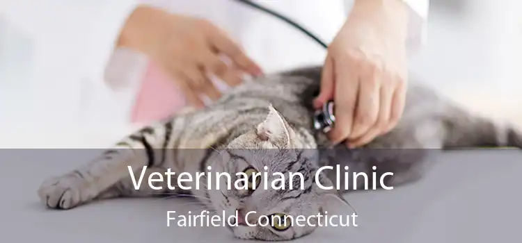 Veterinarian Clinic Fairfield Connecticut