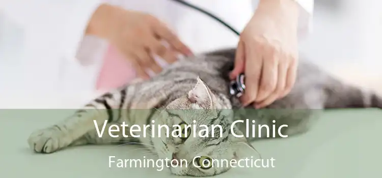 Veterinarian Clinic Farmington Connecticut