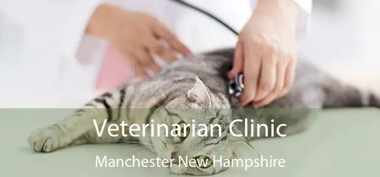 Veterinarian Clinic Manchester New Hampshire