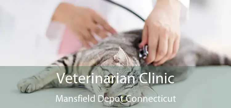 Veterinarian Clinic Mansfield Depot Connecticut