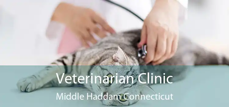 Veterinarian Clinic Middle Haddam Connecticut