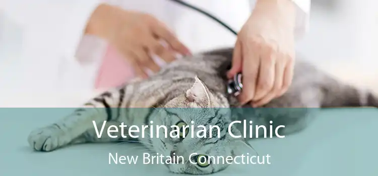 Veterinarian Clinic New Britain Connecticut