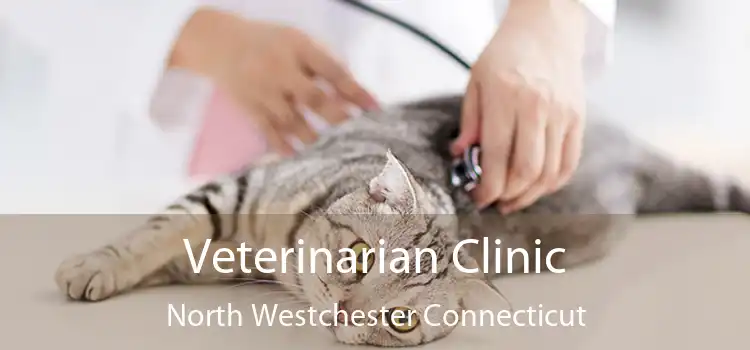 Veterinarian Clinic North Westchester Connecticut