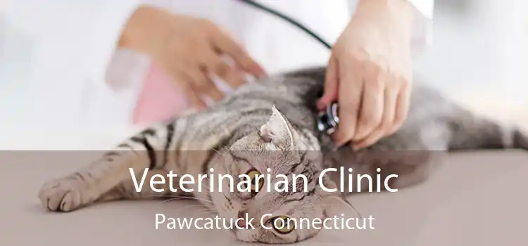 Veterinarian Clinic Pawcatuck Connecticut